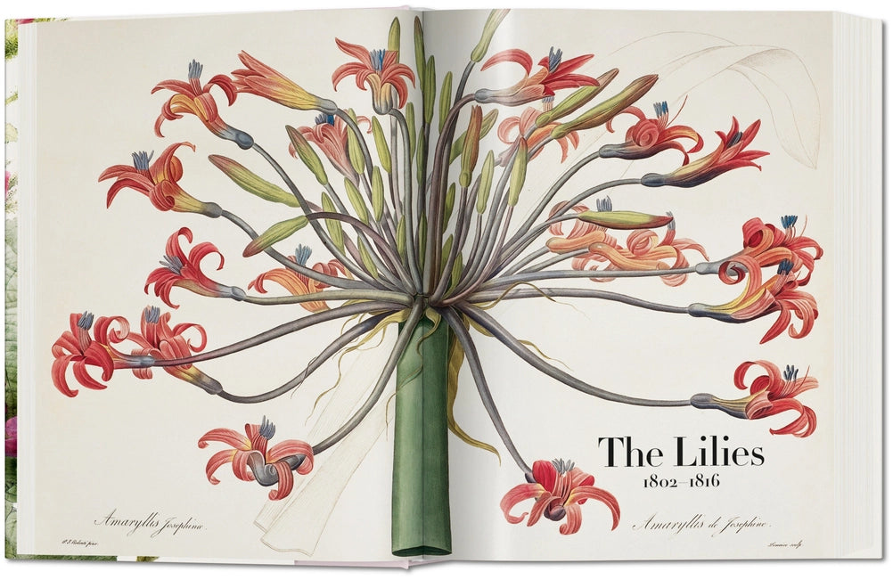 Open book of of the red lilies.