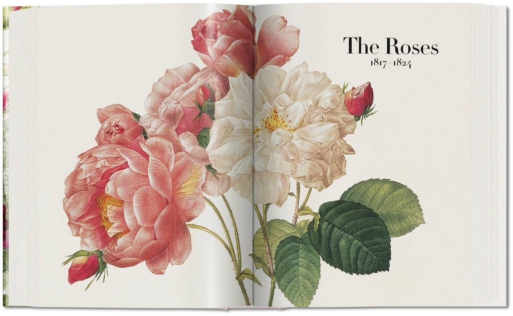 Open book layout of the red and white roses.