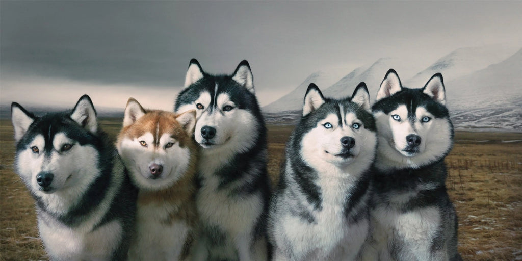 Dogs by Tim Flach | Award-Winning Dog Photography Book