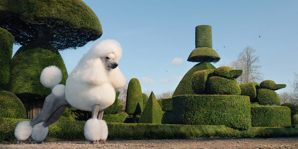 Dogs by Tim Flach | Award-Winning Dog Photography Book
