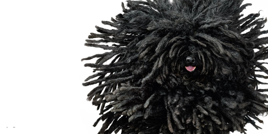 Dogs by Tim Flach | Award-Winning Dog Photography Book