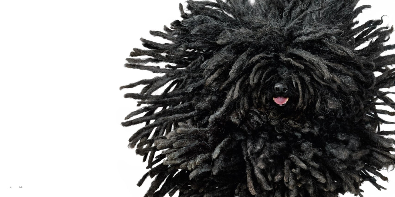 Dogs by Tim Flach | Award-Winning Dog Photography Book