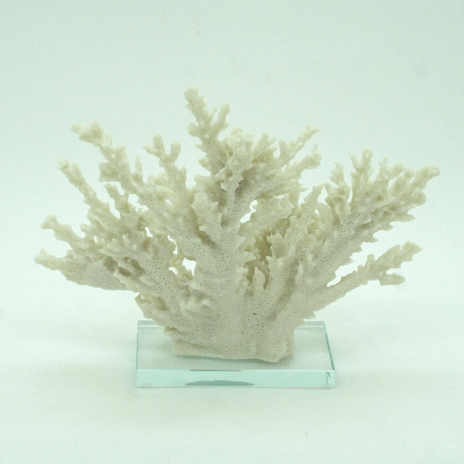 White coral branch on a clear glass base against a light green background