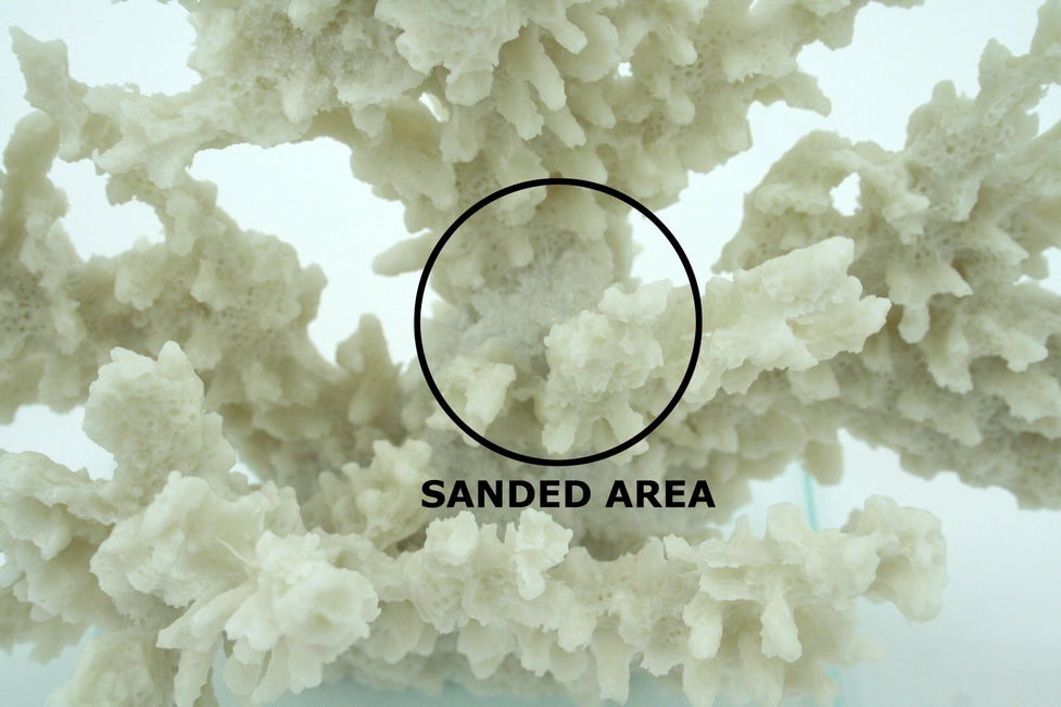 Close-up of sanded coral with a circled area labeled 'Sanded Area' on a light blue background.