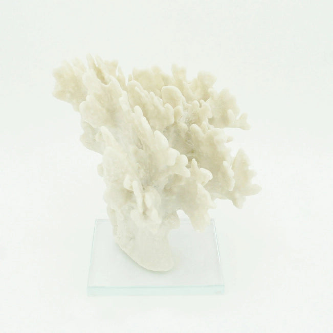 White coral on a clear stand against a white background