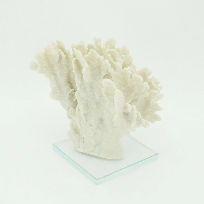 White coral sculpture on a clear glass base against a white background