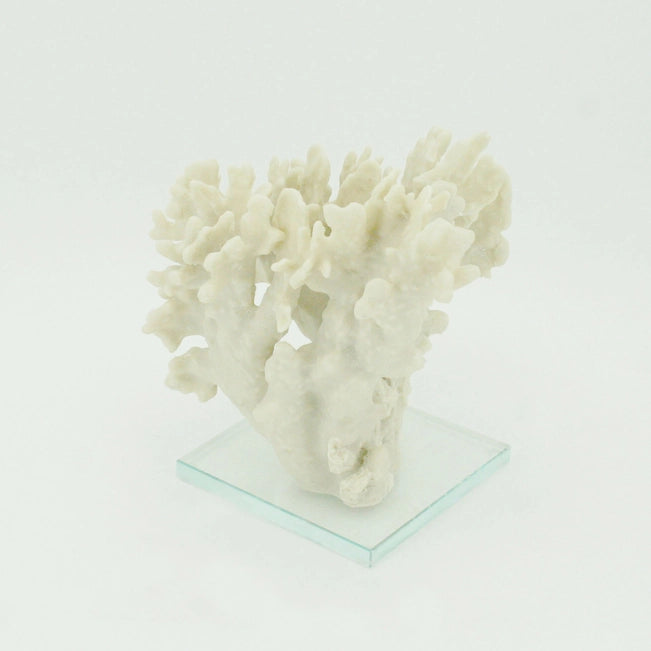 White coral sculpture on a clear glass base against a white background