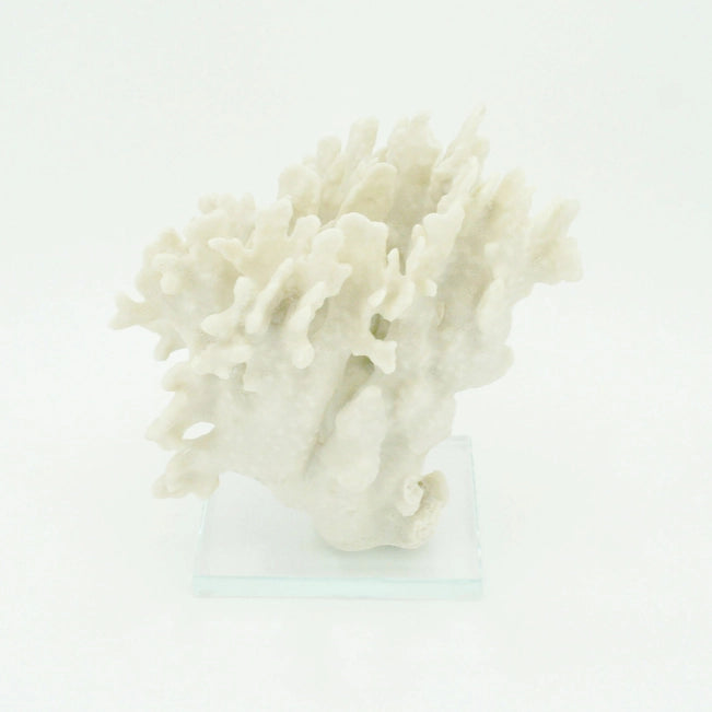 White coral on a white background
