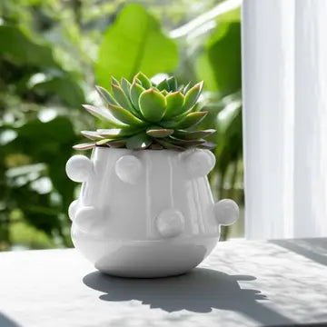 White ceramic planter with a succulent on a table with a blurred green background