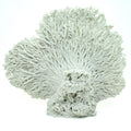 Decorative piece of coral on a white background