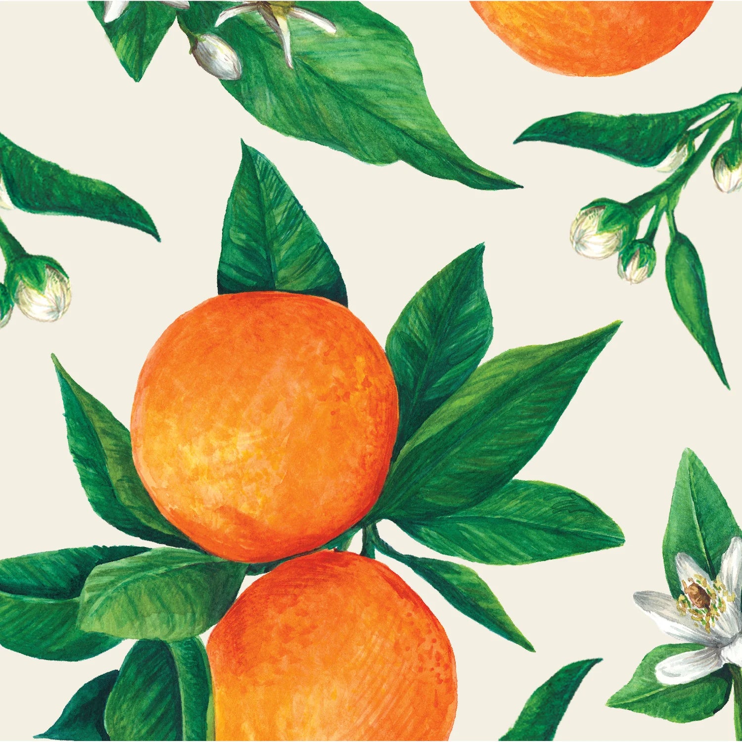 Orange Orchard Paper Cocktail Napkins